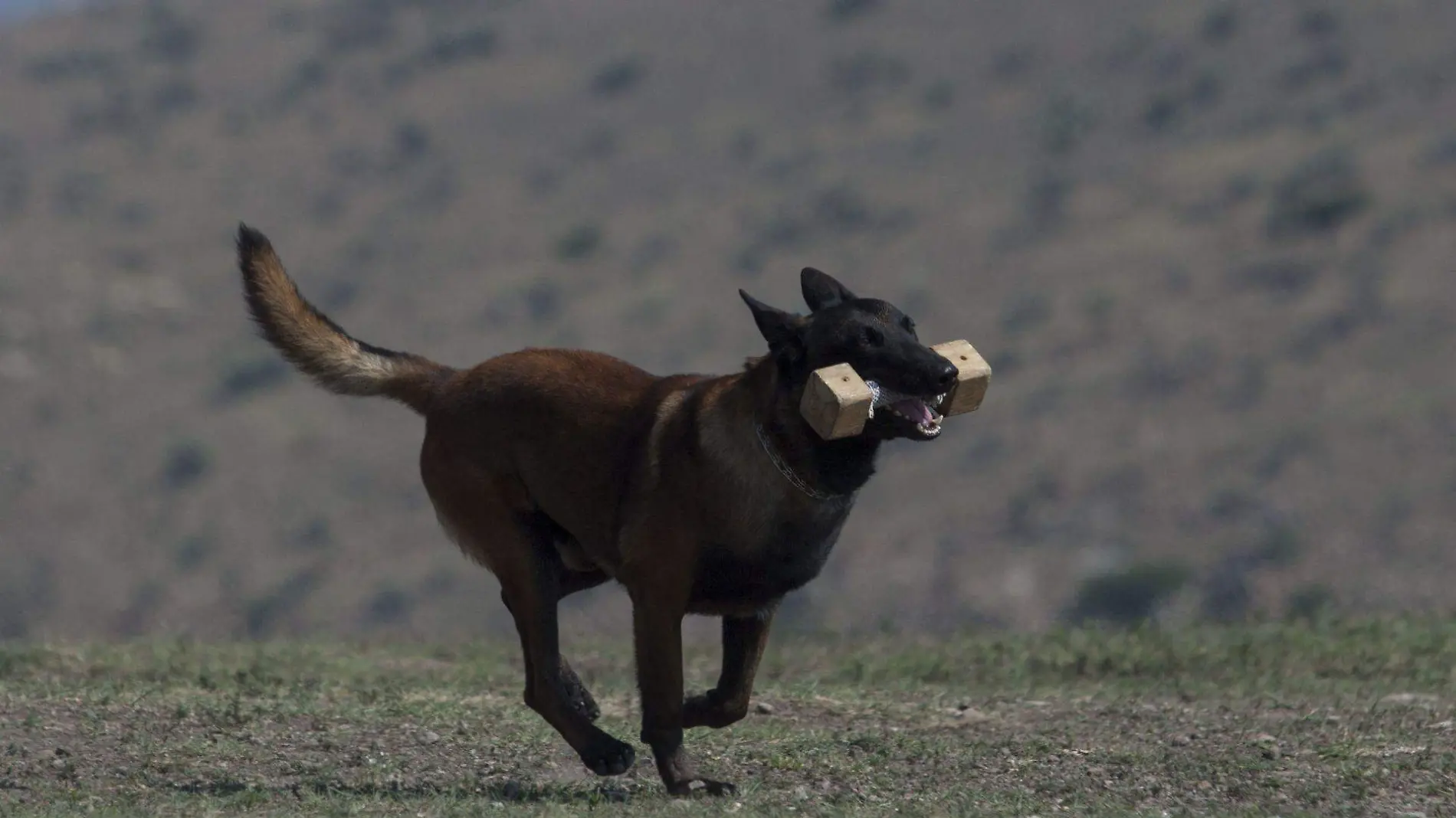 binomio canino CUARTOSCURO